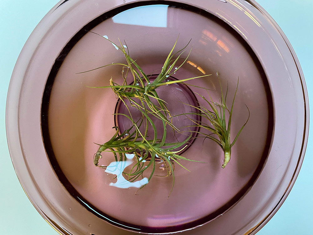 Houseplant blog 1