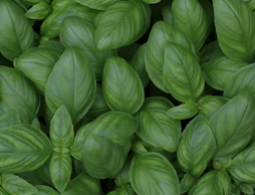 Houseplant blog post 3